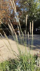 Image result for Cenchrus macrourus