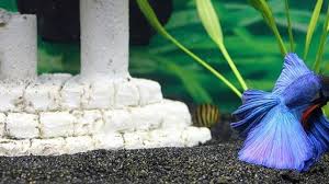 Cara biakkan ikan laga mengawan, proses pembiakan ikan laga, cara breed ikan laga dengan mudah, cara membiakkan ikan laga malaysia betta malaysia, cara breed ikan laga mudah, hanya 6 langkah cara mengawinkan ikan cupang untuk pemula, jangan buat ini semasa biak ikan laga, cara nak bagi. 6 Cara Merawat Ikan Cupang Dengan Benar Ragam Bola Com