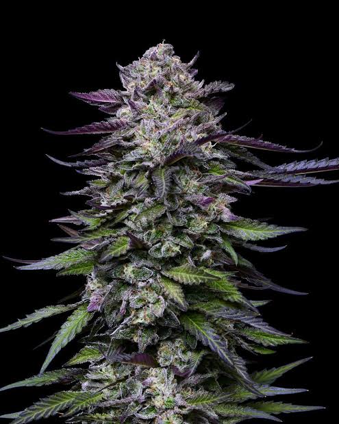 Feminised Cannabis Seeds