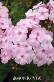 Pin On Flowers Vines