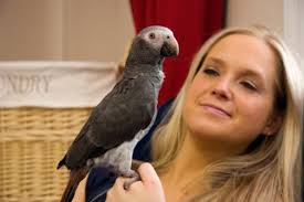African Grey Parrot And Owner Stock Photo