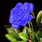 Cara menggambar bunga mawar dengan mudah cocok untuk anak anak. Gambar Bunga Mawar Biru Paling Cantik Blue Roses Flower 200023 Mawar Biru Gambar Bunga Bunga