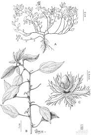 Image result for Parietaria debilis