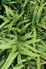 Image result for Pteris burtonii