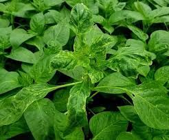 Image result for Pseudopeziza tracheiphila