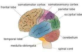 The Cerebrum Boundless Anatomy And Physiology