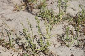 Image result for Vahlia dichotoma