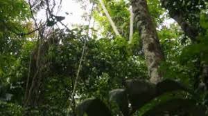 We did not find results for: Affen Im Dschungel Youtube