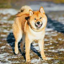 Last week the price of shiba inu has increased by 5.19%. Shiba Inu Price Puppy Adoption Breeders What They Cost To Own