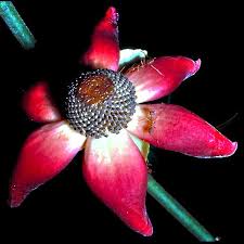 Image result for Uvaria