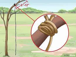 Today we are going to learn how to make a snare. How To Make A Snare Trap With Pictures Wikihow