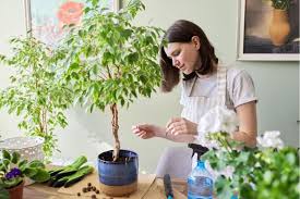 Can you plant baby's breath? Indoor Ficus Trees Types How To Grow And Care For Beginners Florgeous