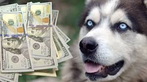 Los perros y gatos deben tener al menos 8 semanas de edad y haber sido destetados. Cuanto Cuesta Un Alaskan Malamute 1001 Perros