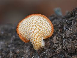 Image result for Nesaea polycephala