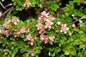Image result for Ehretia obtusifolia