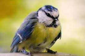 Hopefully you'll be free of the aches of parenthood soon. Ratselhaftes Massensterben Deshalb Verenden Deutschlands Blaumeisen