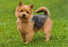 This is already a hearty, but small breed of dog that does not and should not be bred smaller than what he / she was. Of Humans Best Friend Norwich Terrier Von Sandra Bischoff Home Facebook