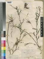 Image result for Indigofera dendroides