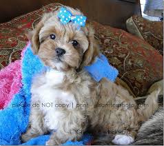charlie 3 cute dogs dog haircuts dog mom