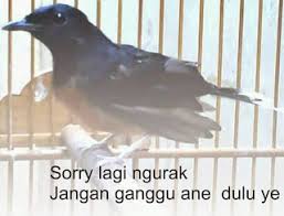 Apakah hewan peliharaan murai batu bulunya rontok? Cara Merontokkan Bulu Muraibatu Dengan Cepat Pamankicau