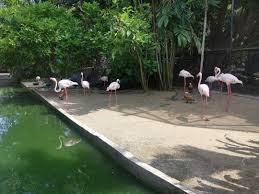 Taman burung pulau pinang dirba šiose srityse: Penang Kini Taman Burung Pulau Pinang Seberang Jaya 2 Facebook