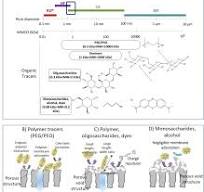 Molecular weight cut off (MWCO) determination in ultra- and ...