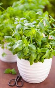 Plante qui ?loignent les mouches. Des Plantes Sur Les Rebords De Fenetre