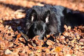 Watch 5 Most Watched Dog Videos Of 2016