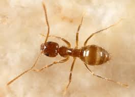 Rasberry Crazy Ant Nylanderia Fulva Ants Rasberry Image