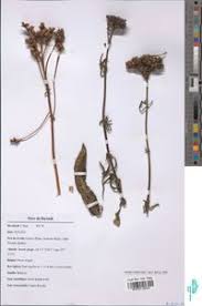 Image result for Pentas longiflora