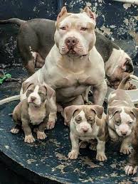 Beautiful Dogs Not Bull Beautiful Dogs Pitbull Puppies Dog Breeds