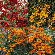 Image result for Pyracantha