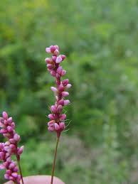 Image result for Persicaria