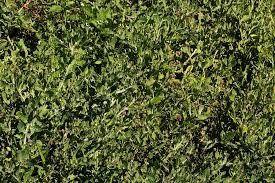 Image result for Sphaeranthus gazaensis