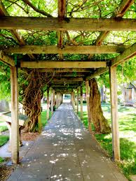 Join santa clara university alumni association next week for another bronco expert series event: Walkway Covered With Wisteria In The Mission Gardens Santa Clara University Santa Clara University Santa Clara San Francisco Travel