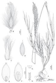 Image result for Digitaria complanata