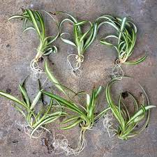 Spider plants are the plants that keep giving! Pin On Want To Do