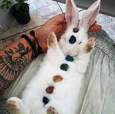 Chakra Bunny Rabbit Cute Animals Animals