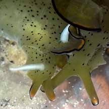 Image result for Isoglossa membranacea