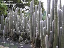 Some cactus spines are light in color which help them reflect the most sunlight all the while keeping the plant cool in the desert. Plantfiles Pictures Espostoa Species Peruvian Old Man Cactus Espostoa Lanata By Palmbob