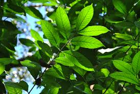 Image result for Funtumia africana