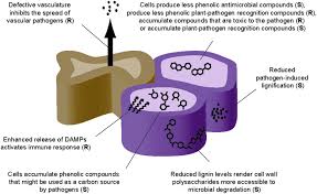 Plant cell walls have a number of functions: Frontiers The Role Of The Secondary Cell Wall In Plant Resistance To Pathogens Plant Science
