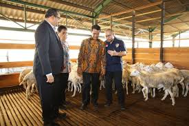Kambing marica kambing marica adalah suatu variasi lokal dari kambing kacang. Indonesia Siap Ekspor 60 000 Ekor Domba Ke Malaysia Halaman All Kompas Com