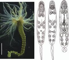 Image result for Oxyrhachis gracillima