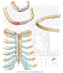 There are two types of ribs, namely typical and atypical. Ribs And Sternocostal Joints Rib Characteristics And Costovertebral Articulations Costovertebral Joints
