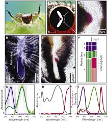 Spectral filtering enables trichromatic vision in colorful jumping spiders:  Current Biology