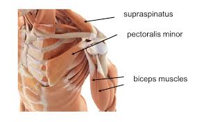 Video anatomy for shoulder strength & mobility. Shoulder Anatomy