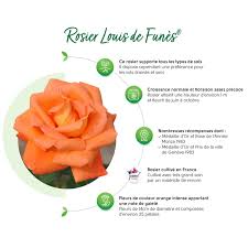 La 'louis de funès' est un cultivar de rosier. Rosier A Grandes Fleurs Louis De Funes En Pot De 5 Litres