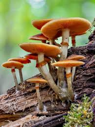 Image result for Ozoroa marginata