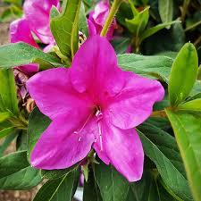 3 to 6 feet tall and 3 to 5 feet wide. Lavender Bloom A Thon Azaleas For Sale Online The Tree Center